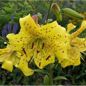 Лилия Перл Дженифер 